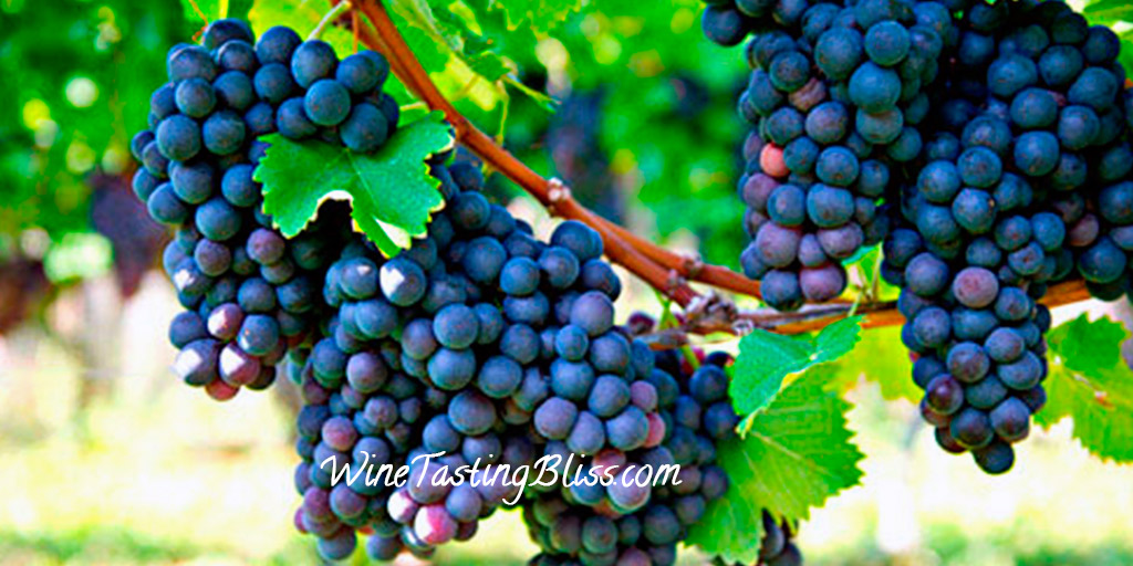 Petit Verdot: a Grape That Loves to Blend
