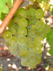 SauvGrape