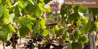 Livermore Valley Harvest Wine Celebration Day One