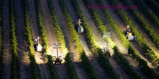 Why Pick Wine Grapes at Night?