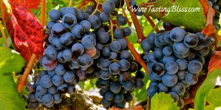 Alicante Bouschet Has Another Resurgence