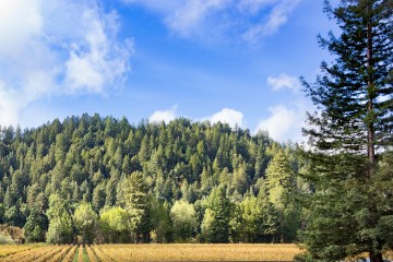 View from Korbel's parking lot