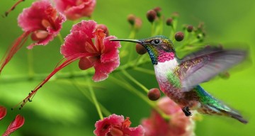 Hummingbird with Flower