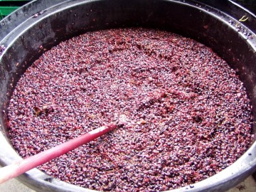 Maceration in Progress