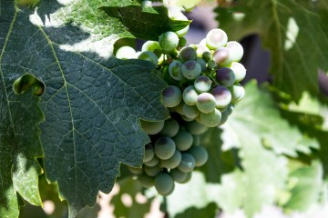 Grapes are ripening