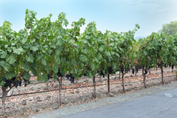 Peju grape vines