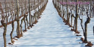 The Vines Prepare for Winter