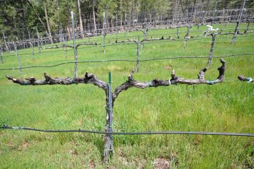 Winter pruning vines