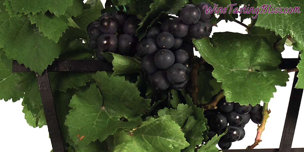 A New Favorite Grape: Pinot Meunier
