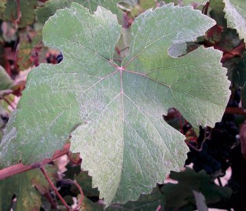 Pinot Munier leaves
