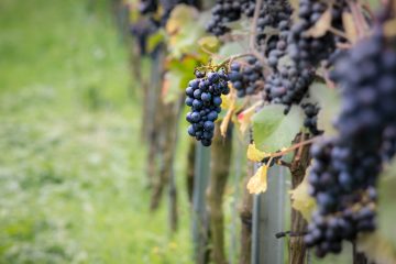 Pinot Noir grapes in Burgundy