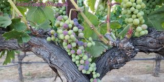 What Is Veraison and Why Should I Care?