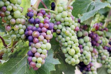 veraison row of grapes