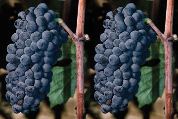 Pinot Battle Grape Clones