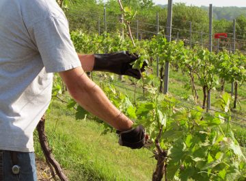 Springtime Pruning