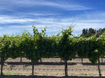 Midsummer Vineyards New Shoots