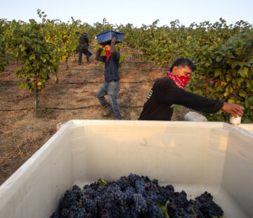 Wine Report Harvest