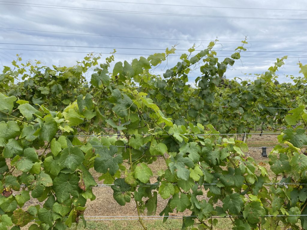 Volcano Winery Grape Vines