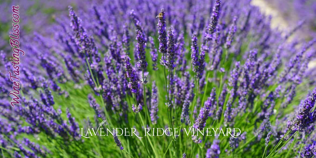 Rediscovering Lavender Ridge Vineyard